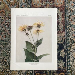 Antique Botanical Plant Print Original 100 years old Vintage Flower art